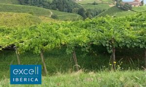 ‘Agrologie by Excell’, nuevos análisis agronómicos específicos para el viñedo