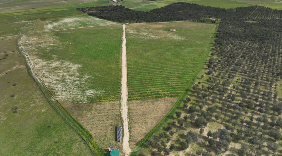 Diam Bouchage invierte en el futuro con una plantación experimental de alcornoques